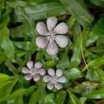 Aurora blossom grace pendant set with sparkling floral stone detailing